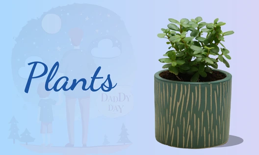 Plants
