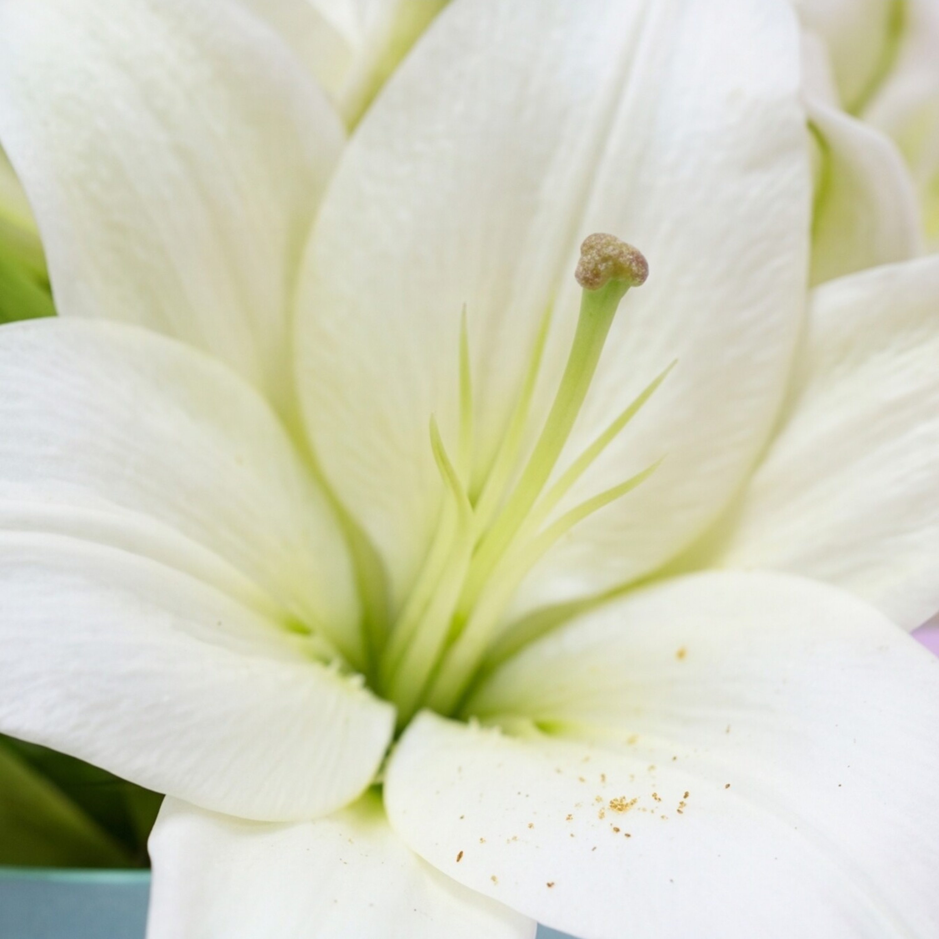 White Lily Blue Breeze