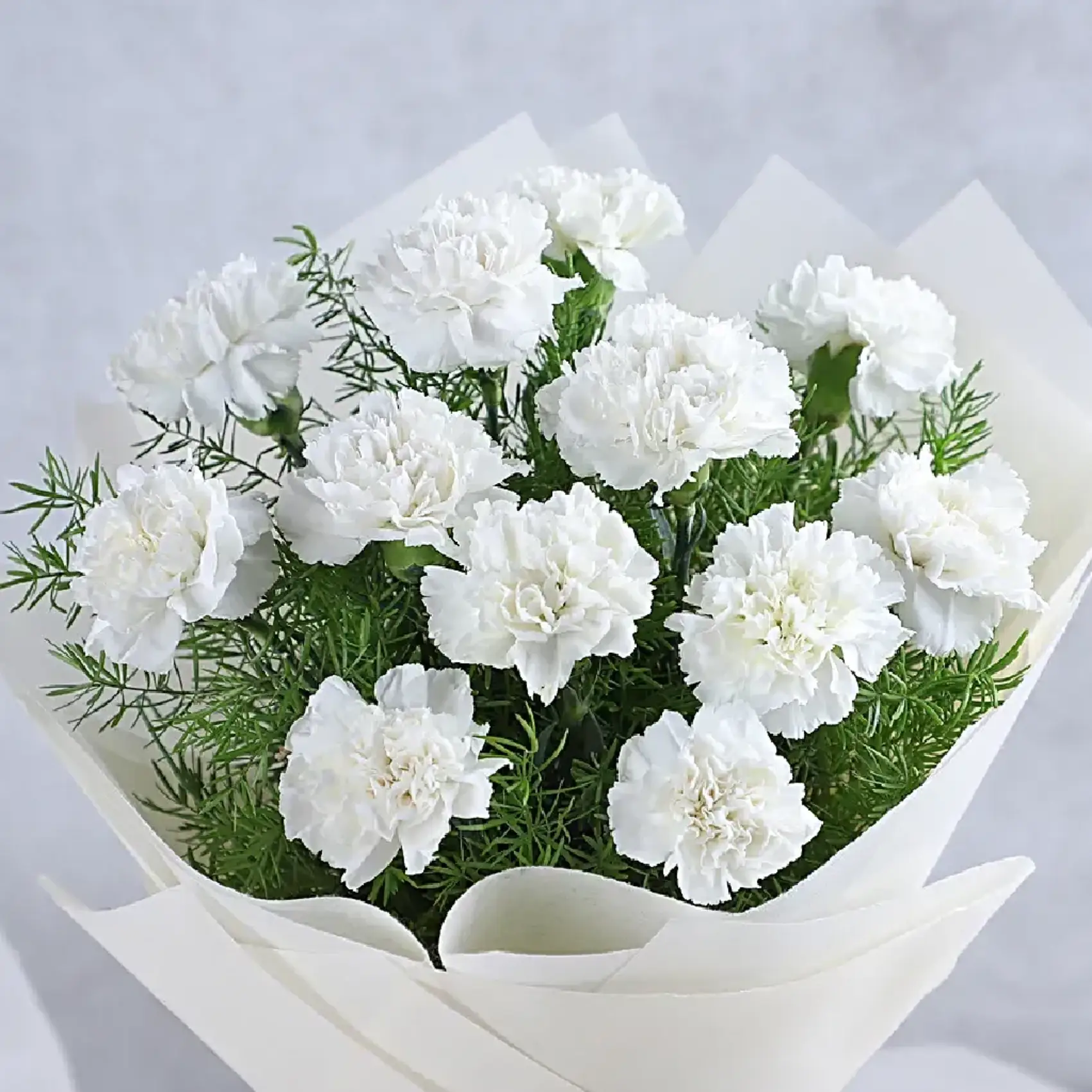 White Carnation  Elegance