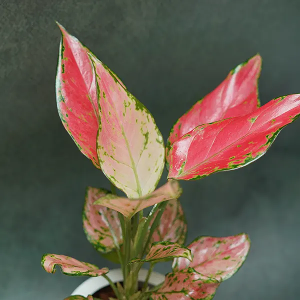 Lipstick Aglaonema Plant