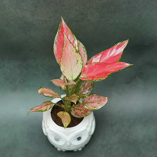 Lipstick Aglaonema Plant