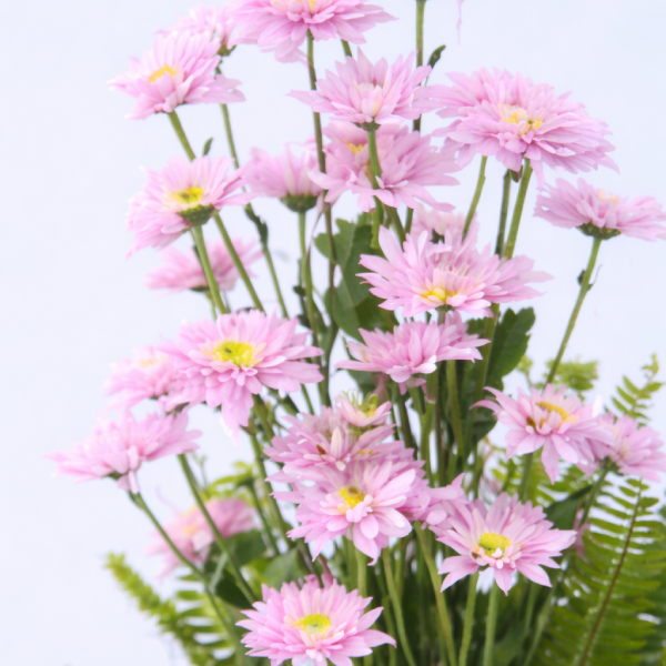 Gentle Radiance