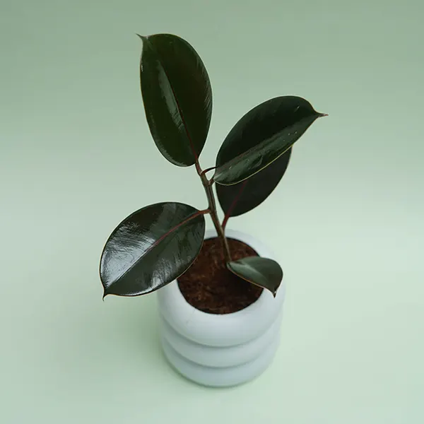 Ficus Rubber