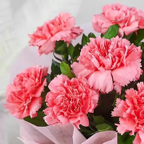 Carnations Delight