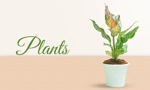 Plants