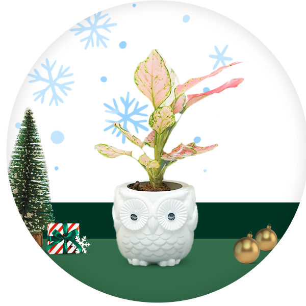 Christmas Plants Icon