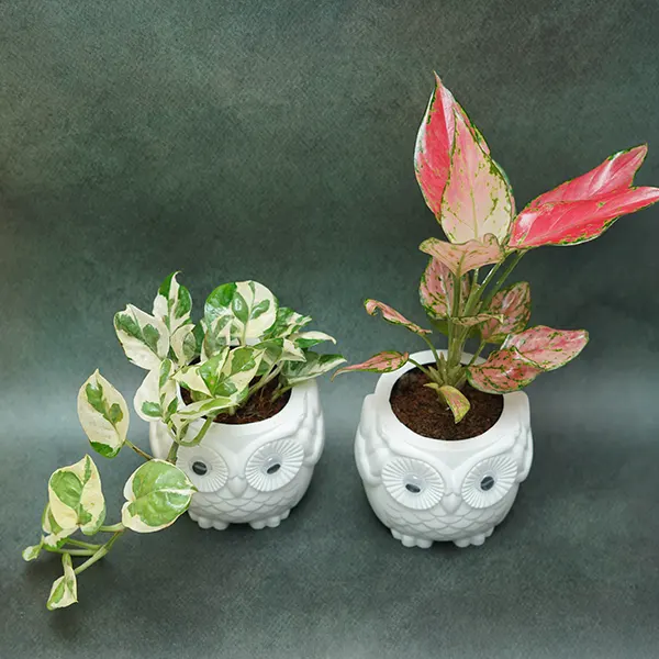 Aglaonema-Money Duo