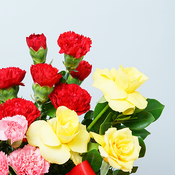 Carnation Cuddle Surprise