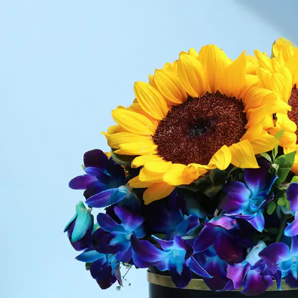 Royal Indigo Sun Box Royal Indigo Sun Box