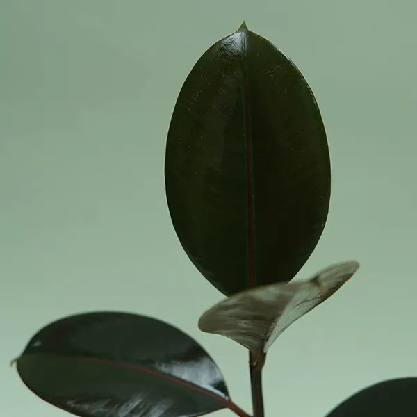 Ficus Rubber