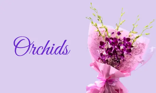 orchids flowers online