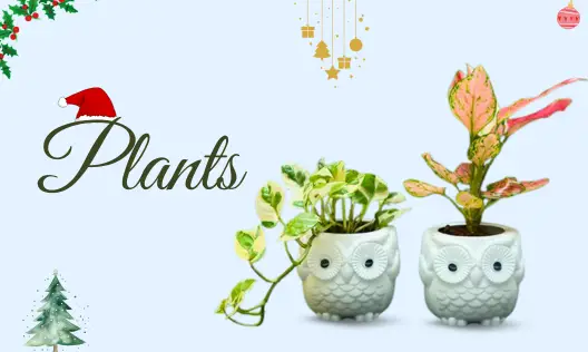 Plants