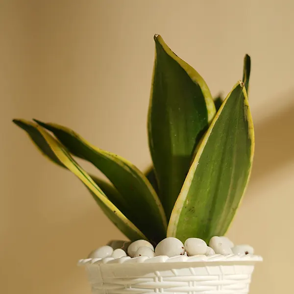 Indoor Snake Plant