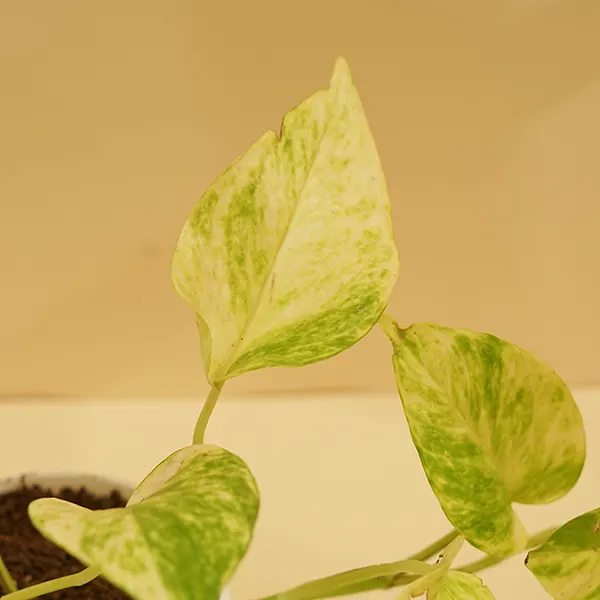 Variegated Money Plant