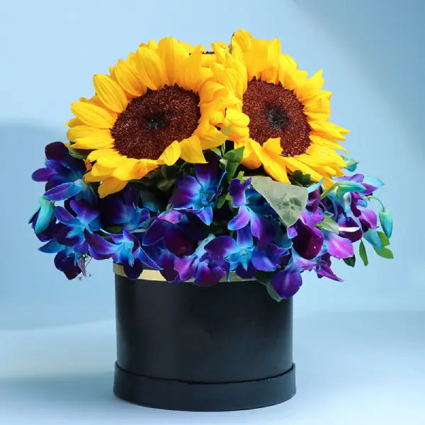 Royal Indigo Sun Box Royal Indigo Sun Box