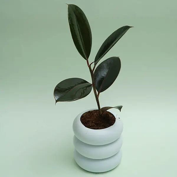 Ficus Rubber